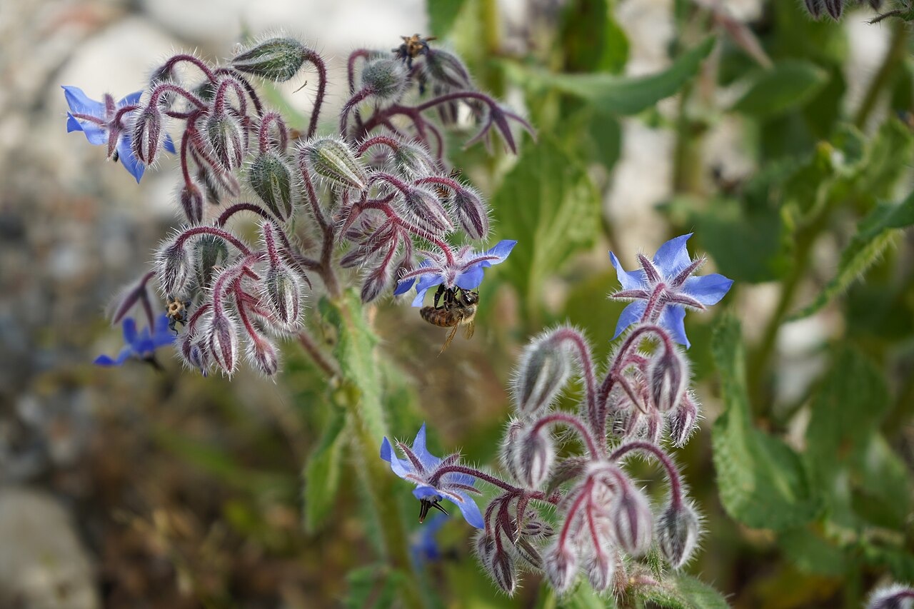 Limba mielului — poză botanică reală