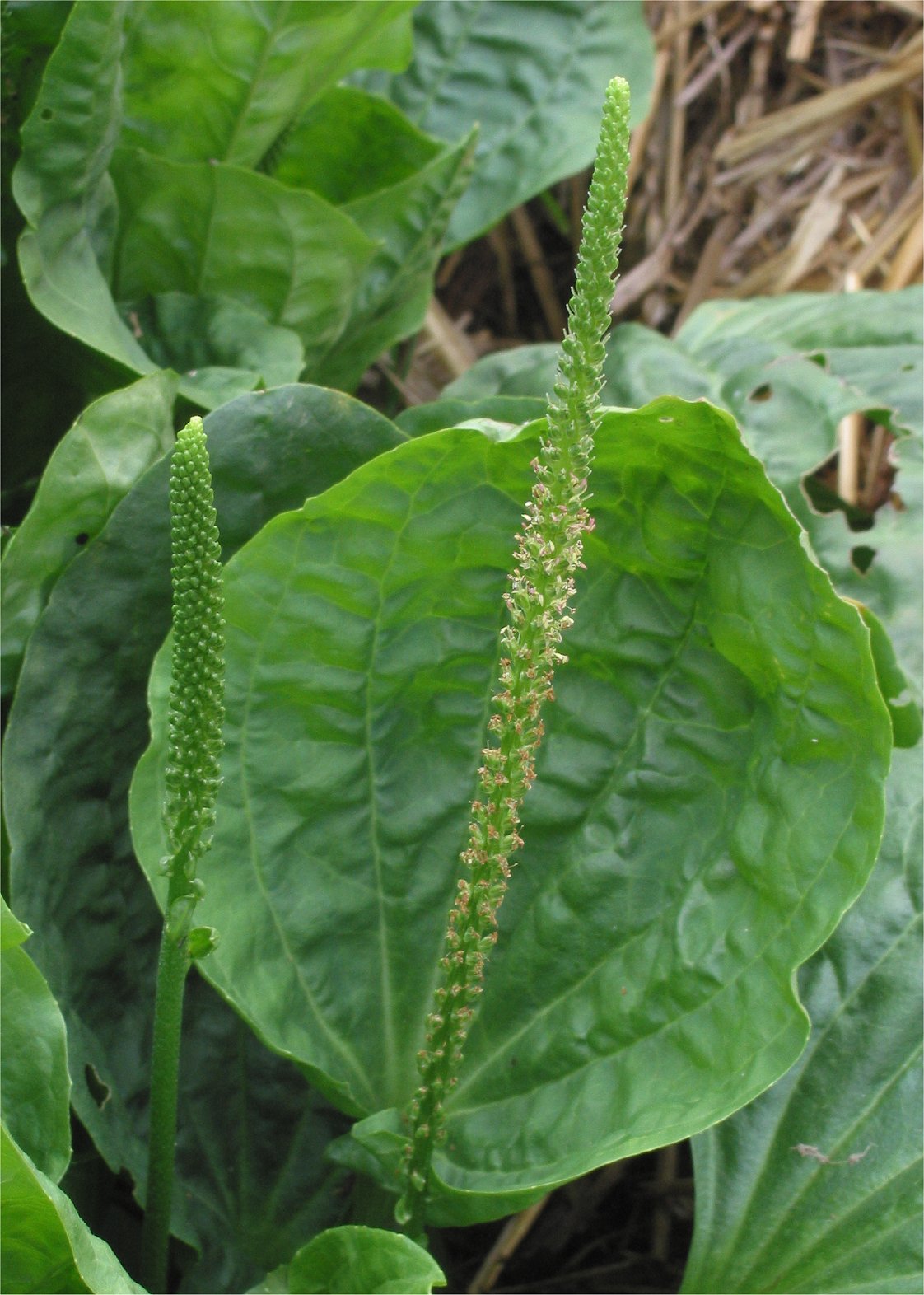 Pătlagină lată — poză botanică reală