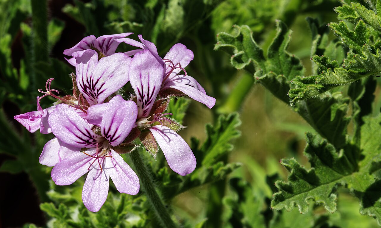 Pelargonium parfumat — poză botanică reală