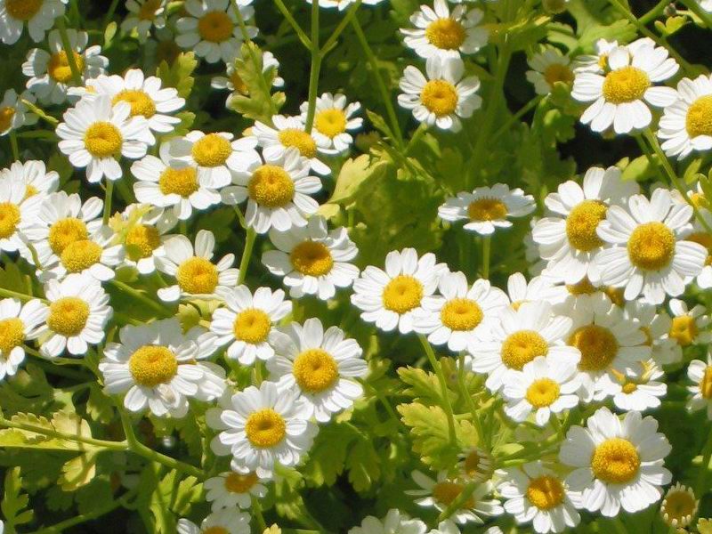 Spilcuță — poză botanică reală