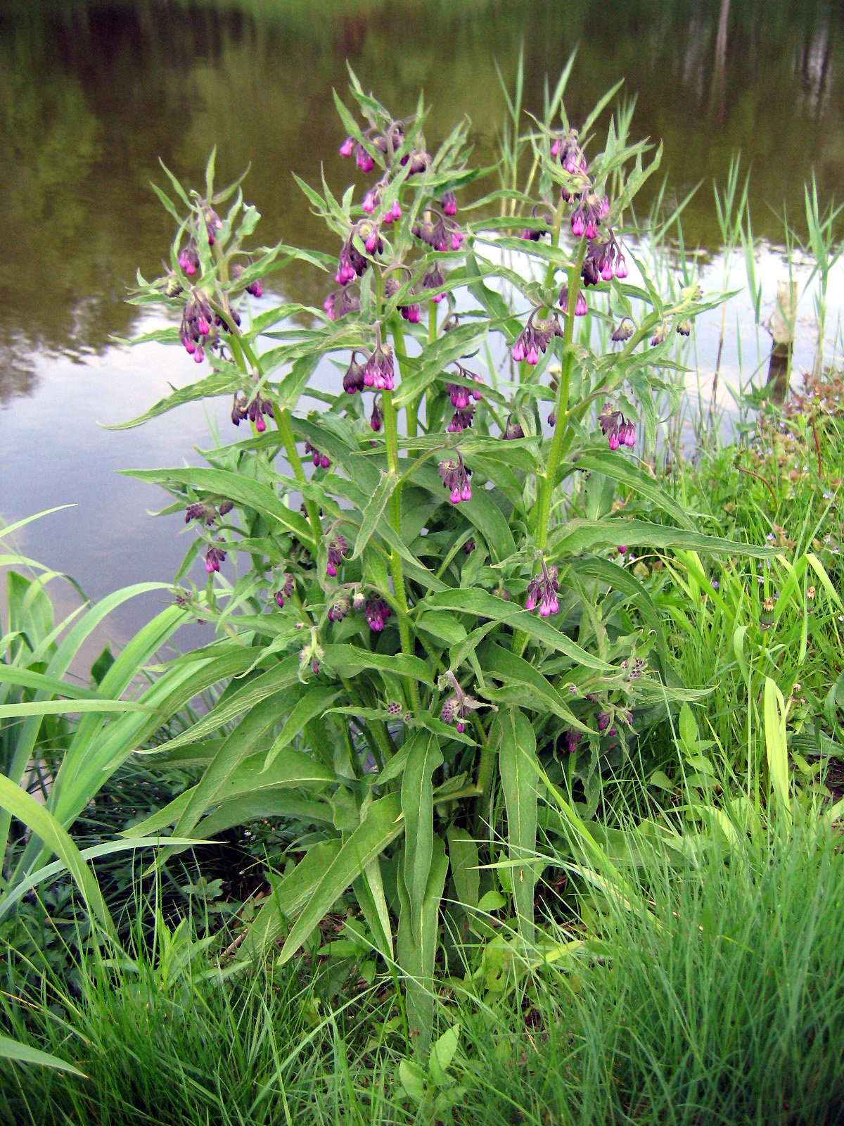 Tătăneasă — poză botanică reală