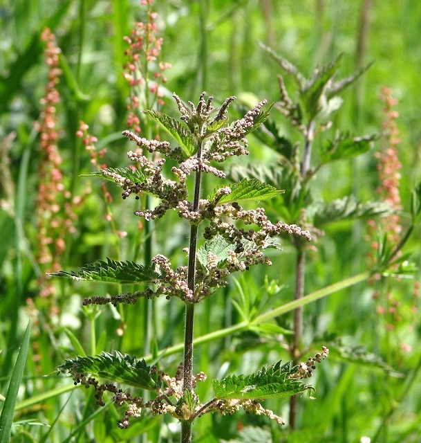Urzică — poză botanică reală