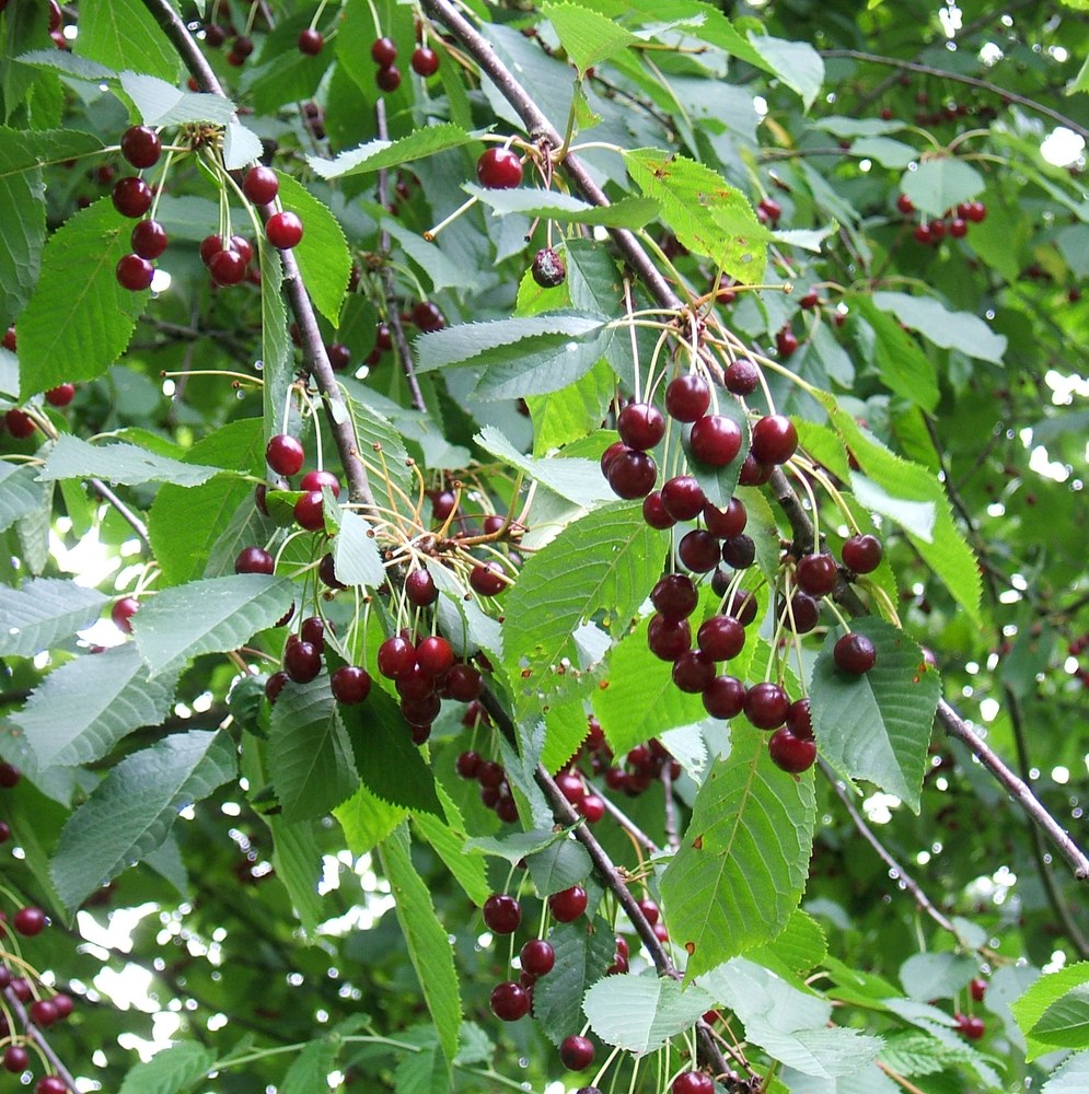 Cireș — poză botanică reală