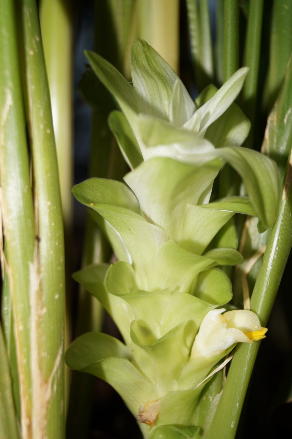 Curcuma — poză botanică reală