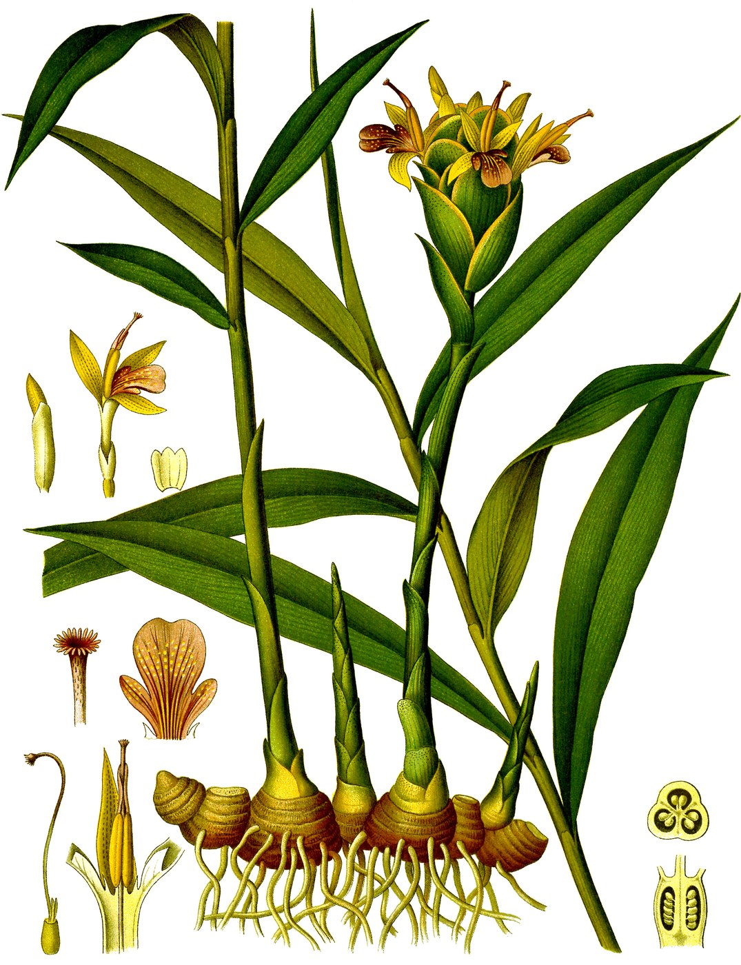 Ghimbir — poză botanică reală