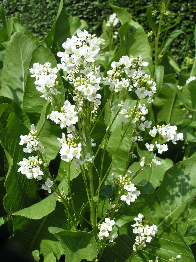 Hrean — poză botanică reală