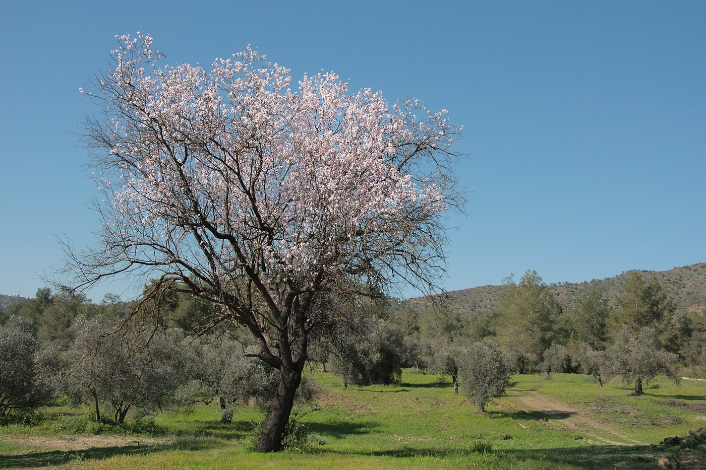 Migdal — poză botanică reală