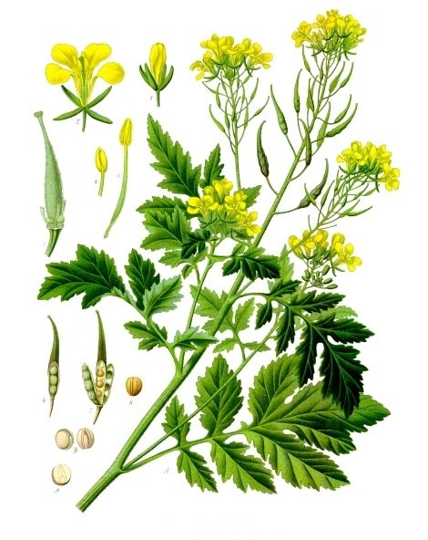 Muștar alb — poză botanică reală