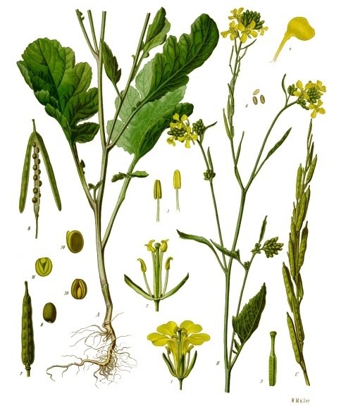 Muștar negru — poză botanică reală