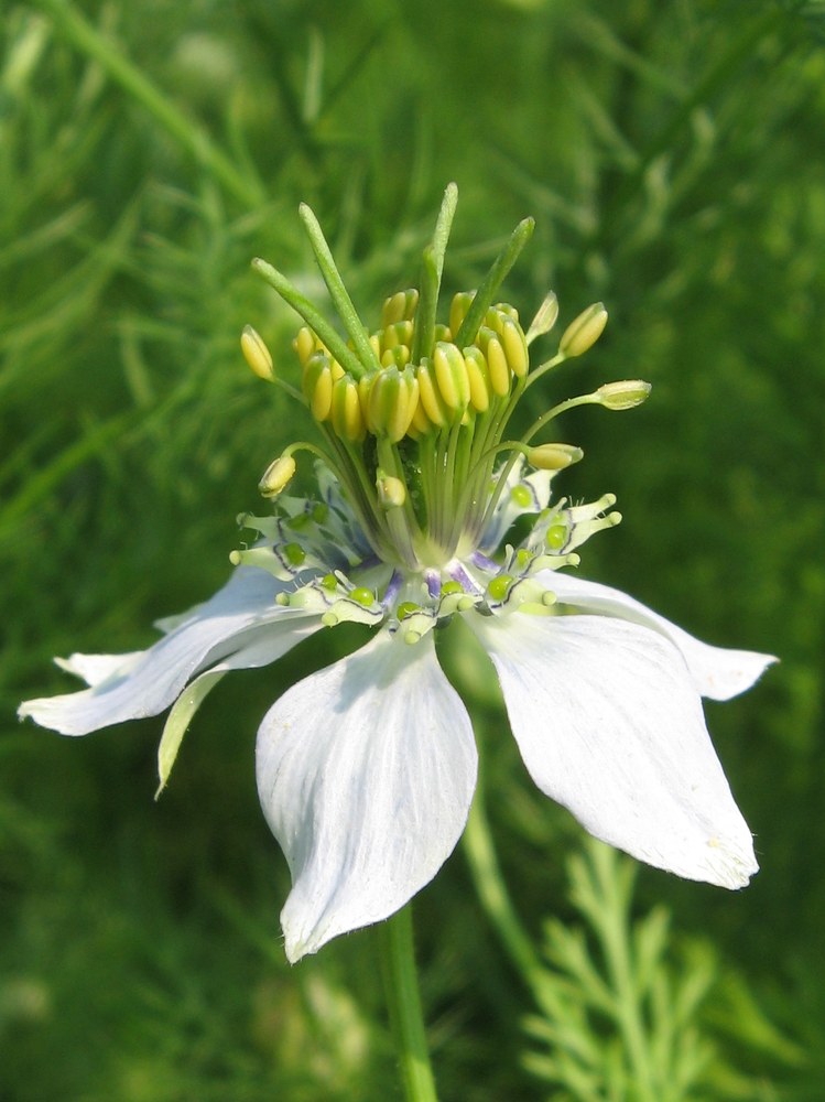 Negrilică — poză botanică reală