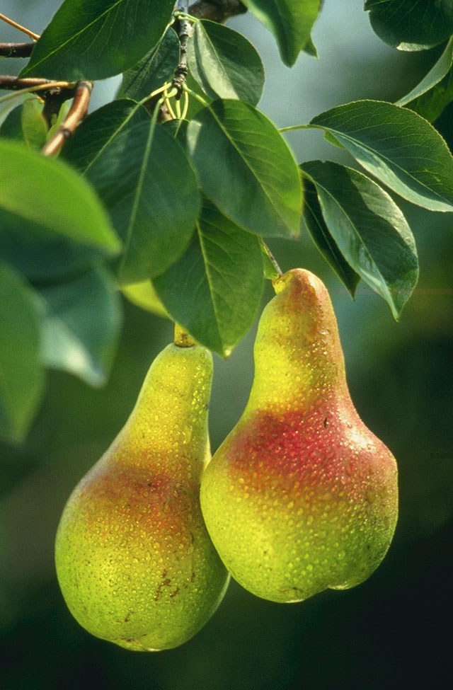 Păr — poză botanică reală