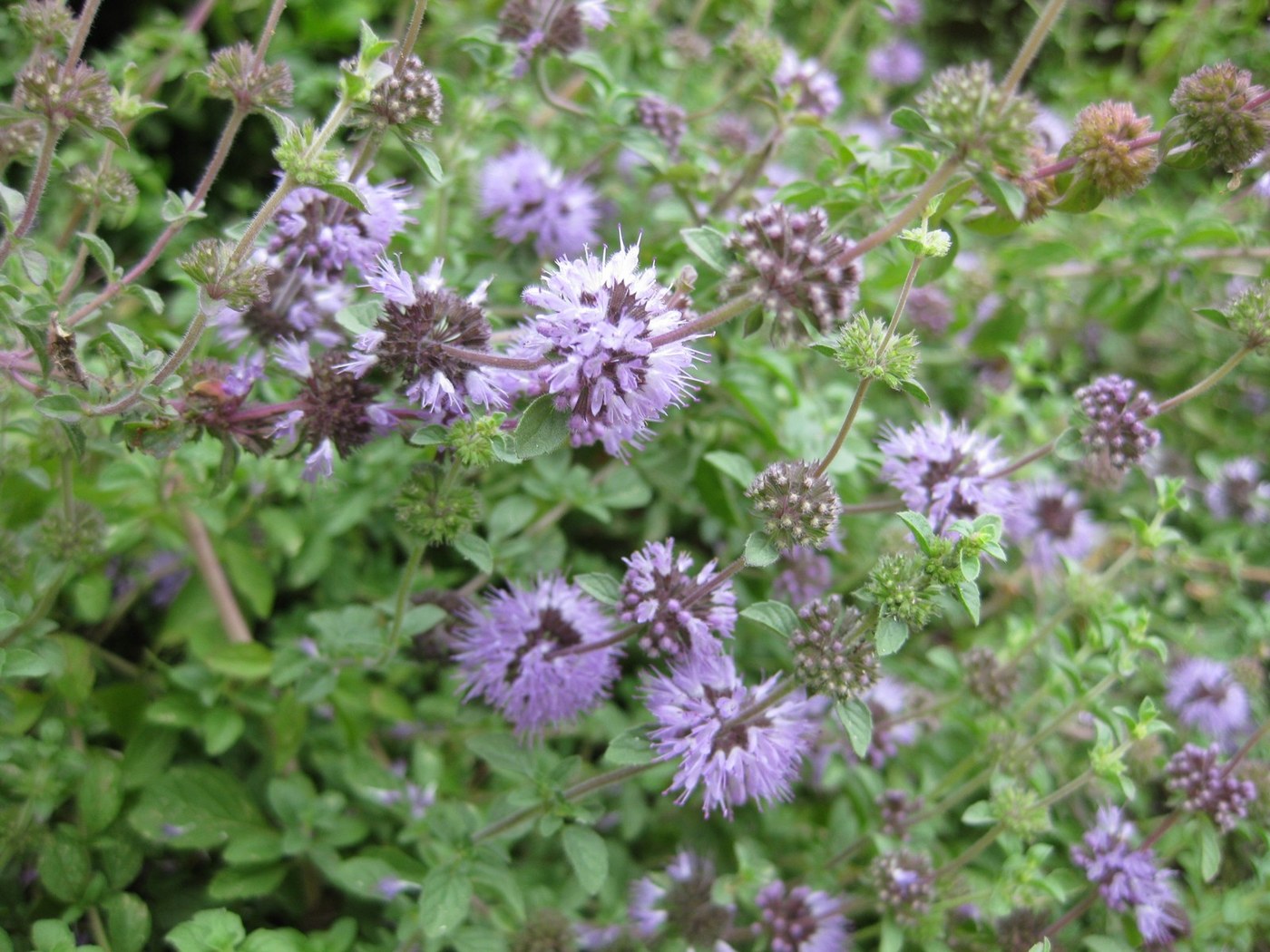 Pulegiu — poză botanică reală