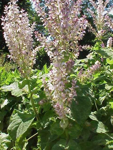 Salvie sclarea — poză botanică reală
