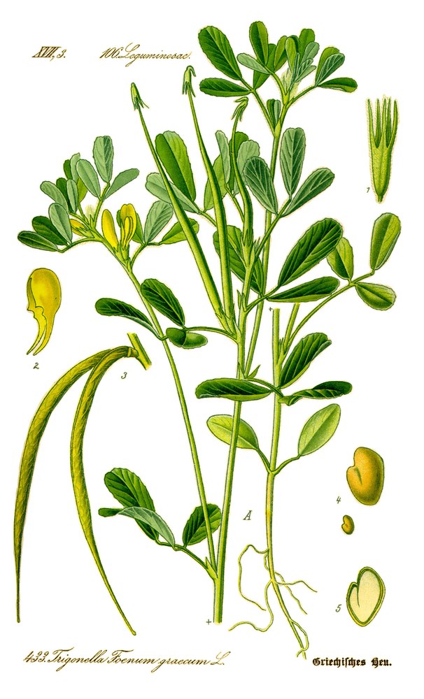 Schinduf — poză botanică reală