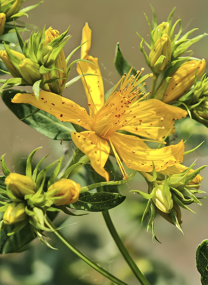 Sunătoare — poză botanică reală
