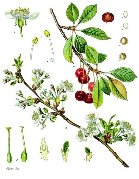 Vișin — poză botanică reală