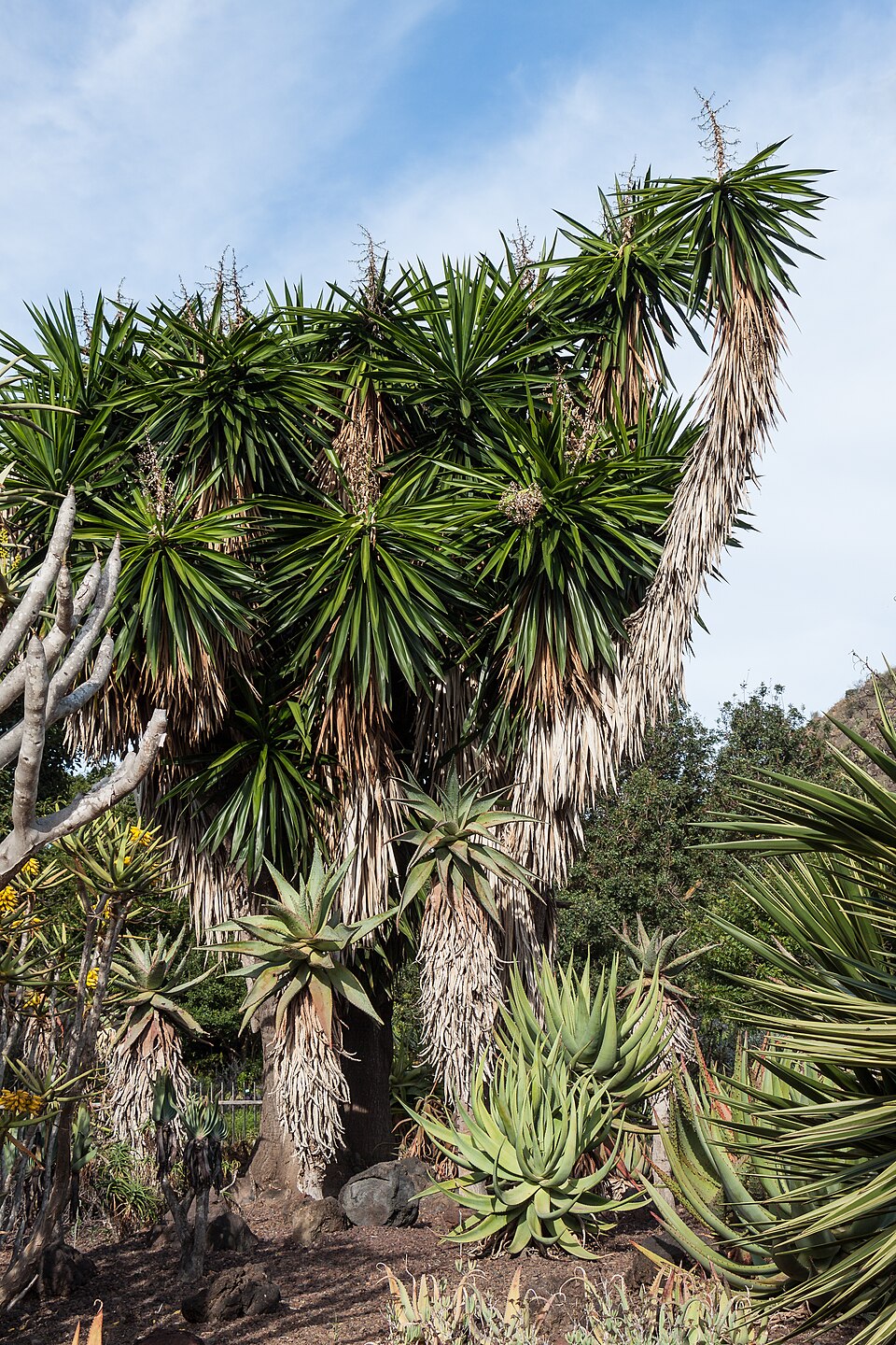 Yucca — poză botanică reală