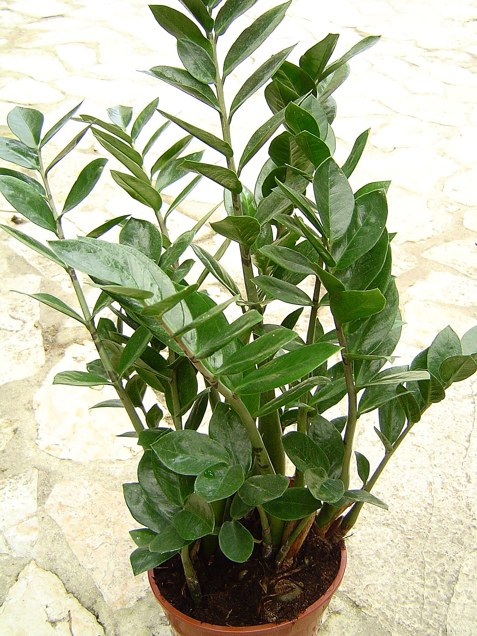 Zamioculcas — poză botanică reală